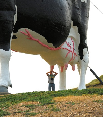 Salem Sue - The World's Largest Cow | Amusing Planet